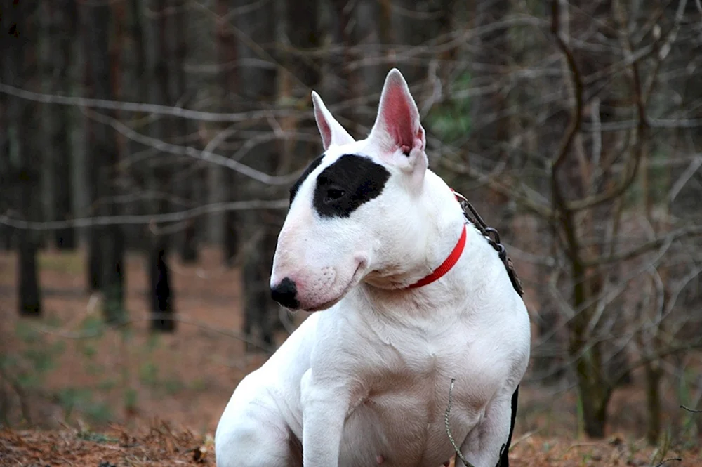 Bulterrier