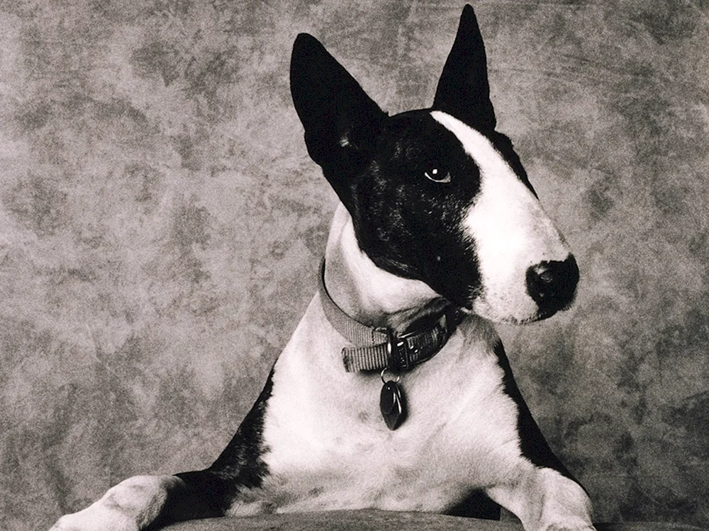 Bulterrier Black Spaniel