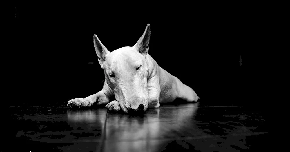 Bulterrier
