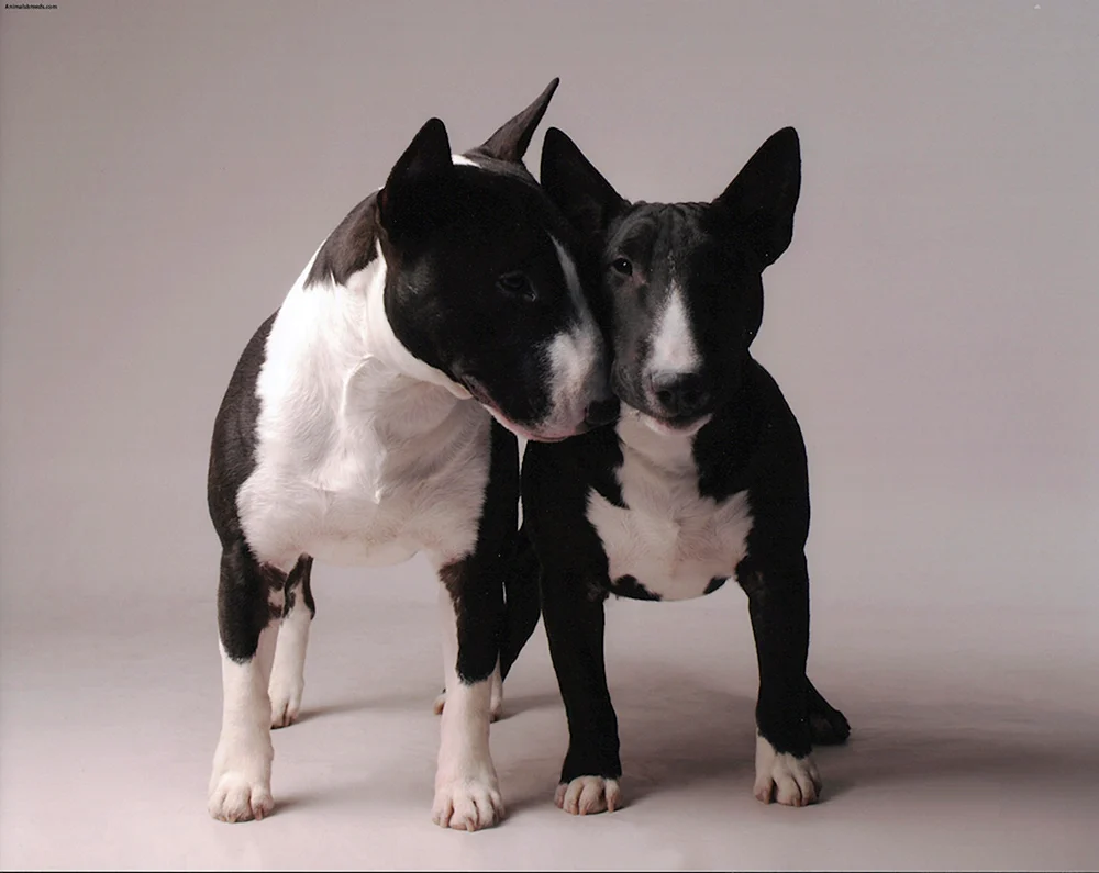 Minibull und Bull Terrier