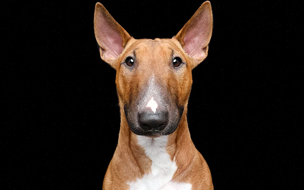 Boy Bull Terrier