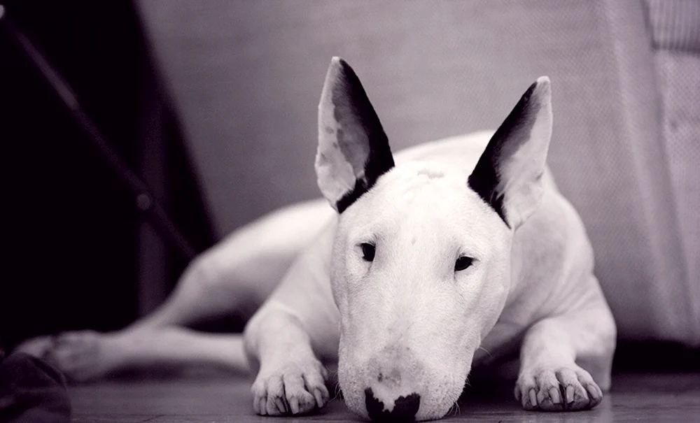 Black Bull Terrier Zwergbullterrier