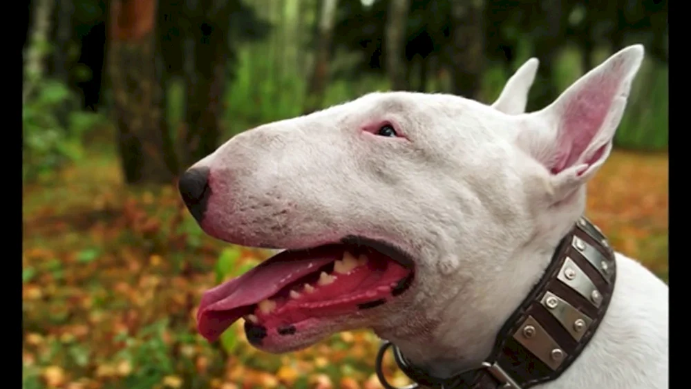 Bull Terrier bösartige Kämpfe
