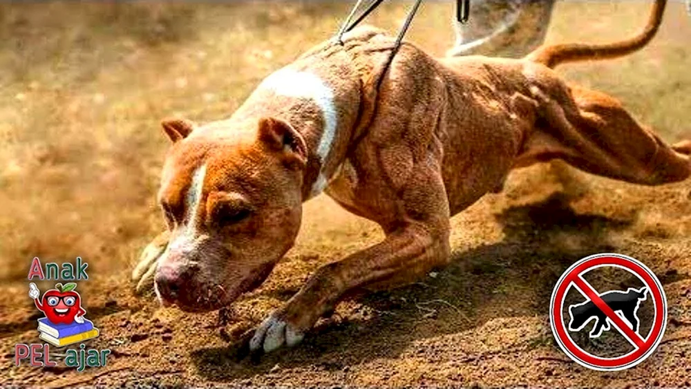 Pitbull Hund