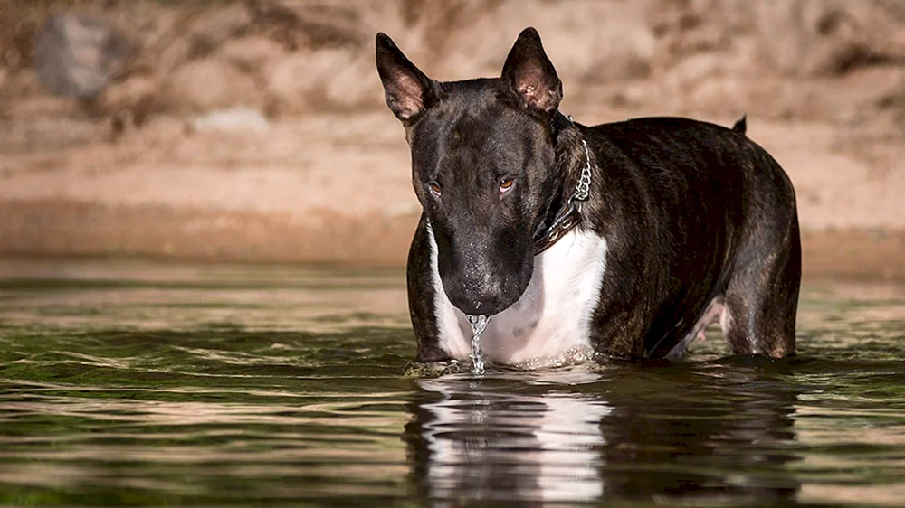Schwarzer Brindle