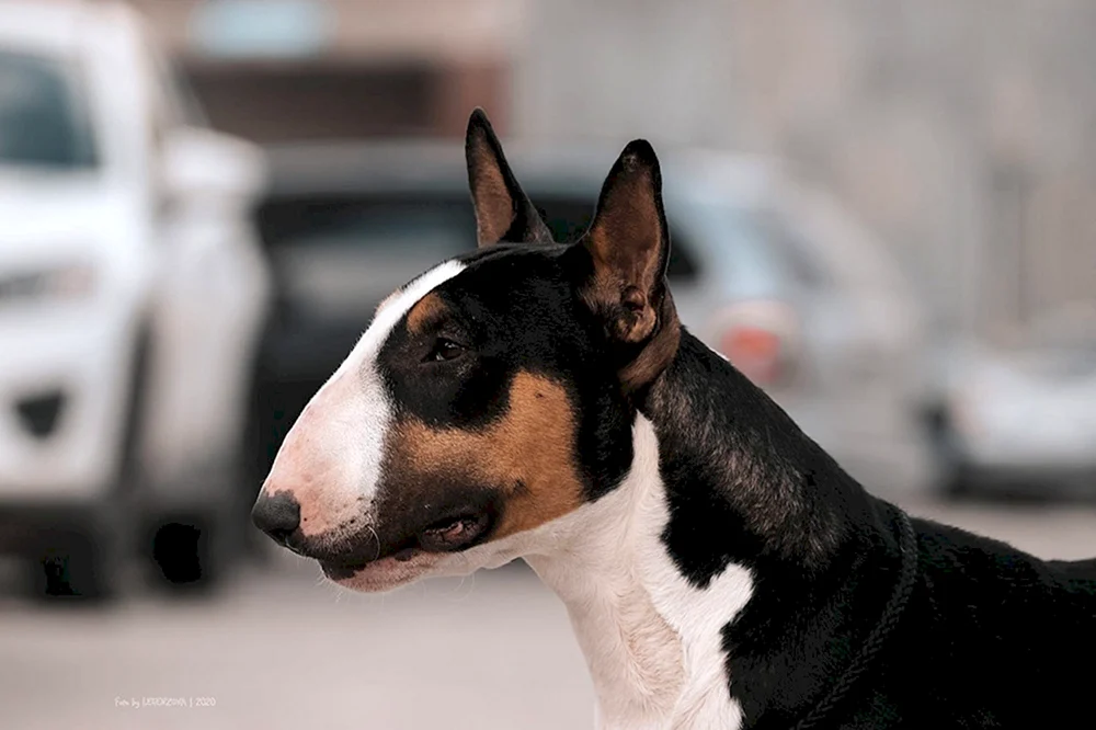 Bulterrier