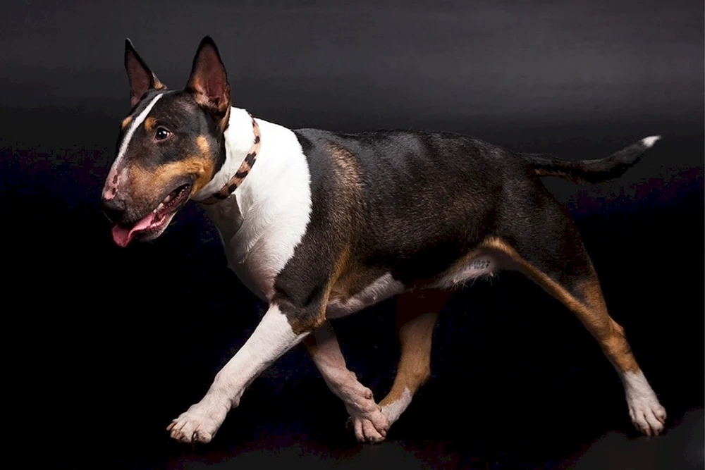 Bulterrier