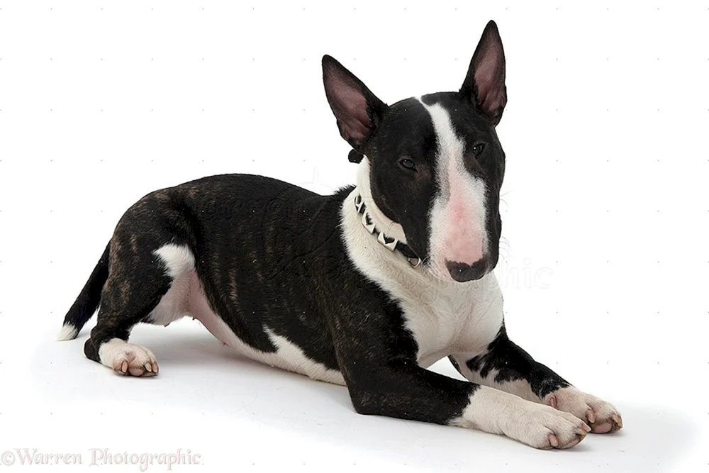 Staffordshire Terrier Black