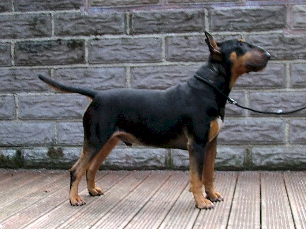 Bullterrier
