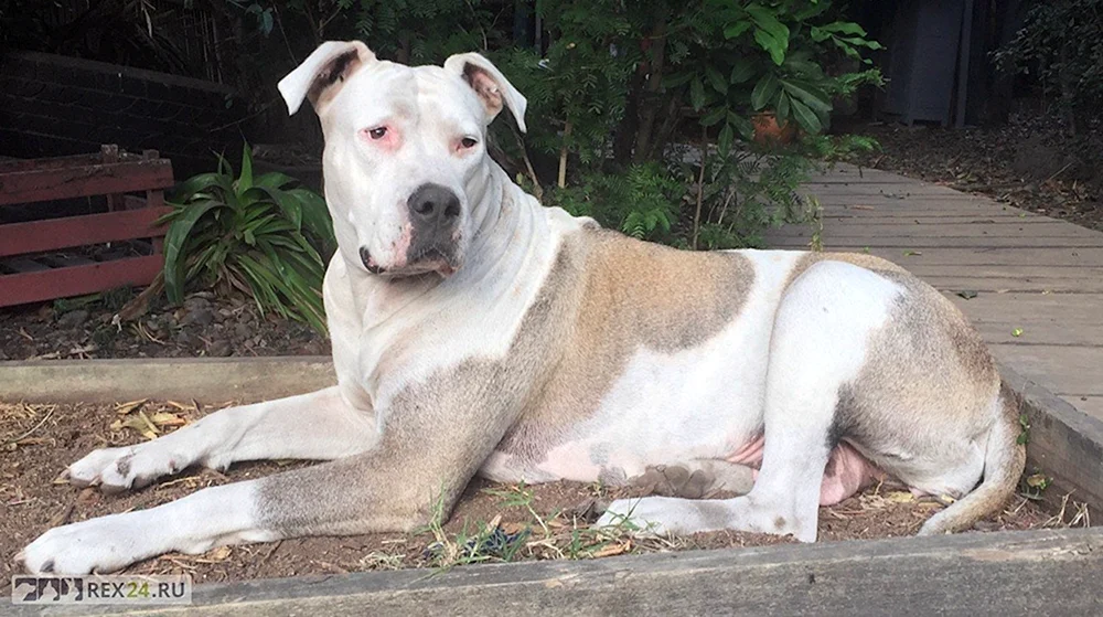 Bullterrier-Pitbull-Alabai-Mix