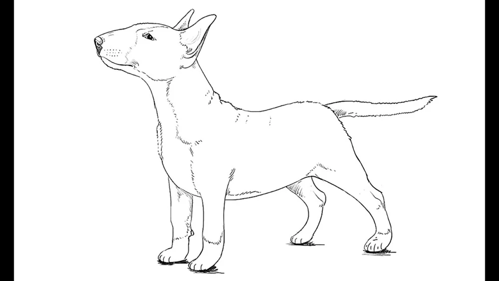 Corgi Pembroke Fluffy