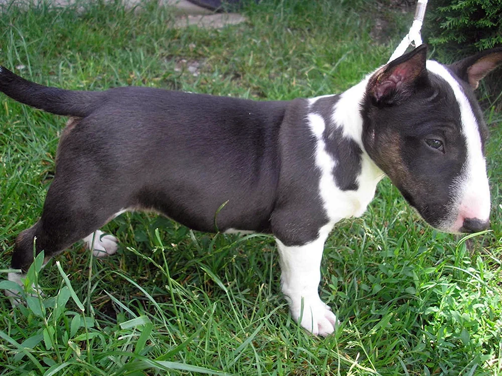 Boy Bull Terrier