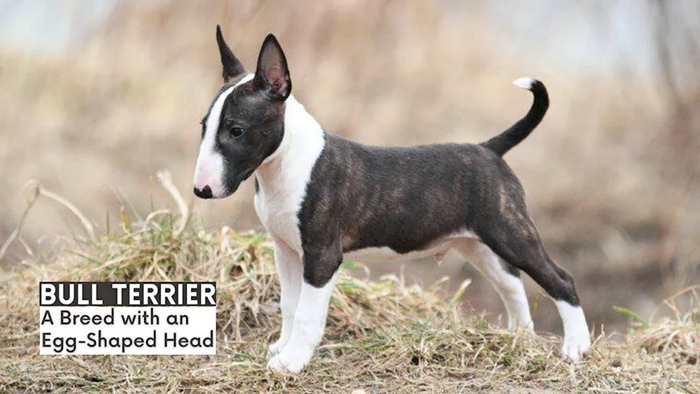 Tiger Bull Terrier
