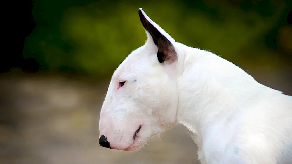 Schwarzer Pitbull und Dobermann