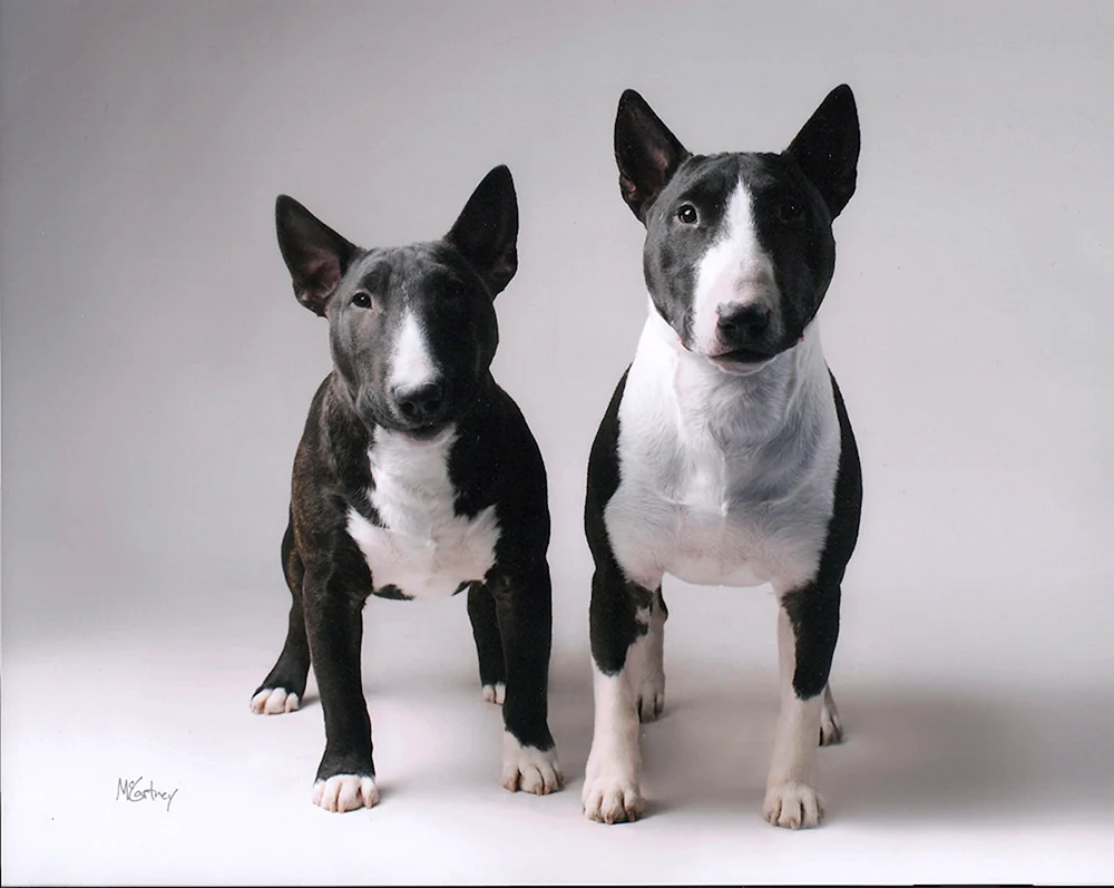 Mini Bull Terrier Black