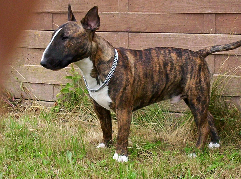 Bulterrier. Brabus