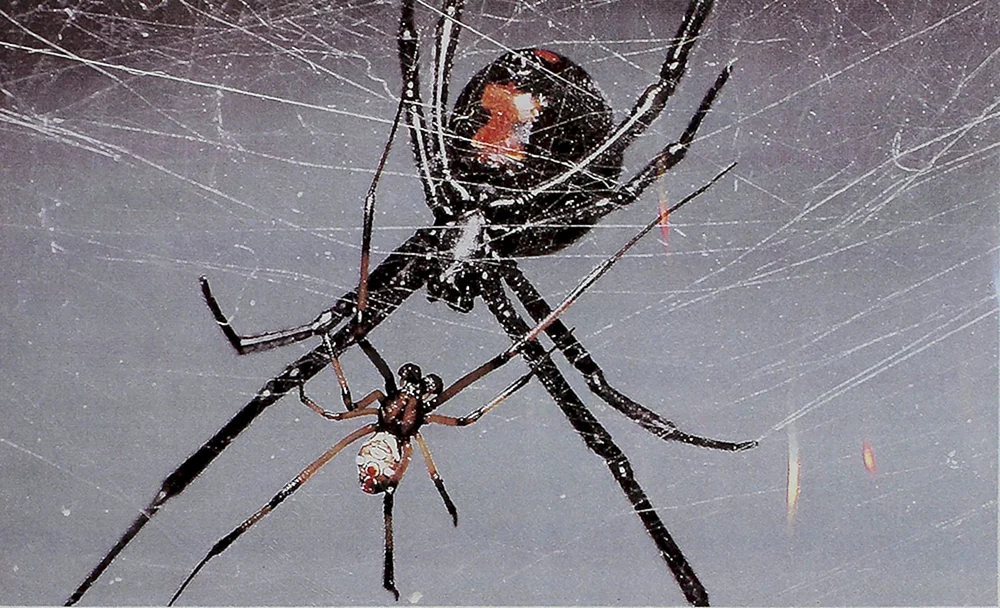 Königsspinne Ethnie