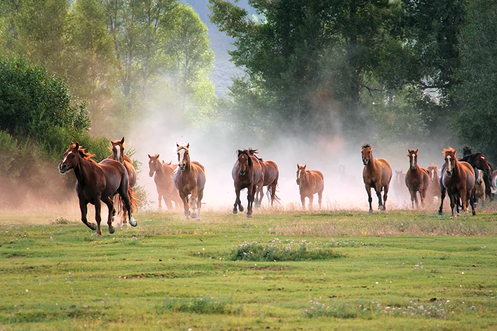Don Mustangs Rostov-Reservat