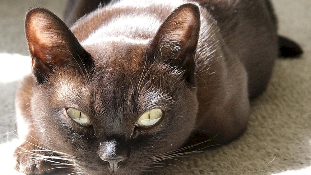Burmeserkatze