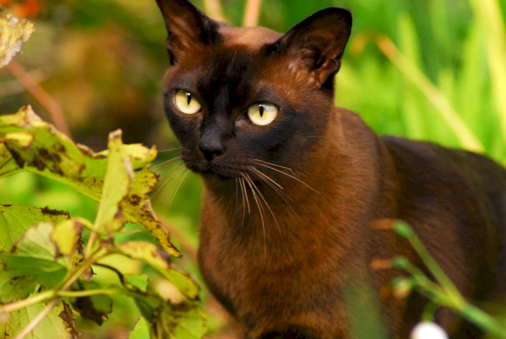 Orientalische Katze