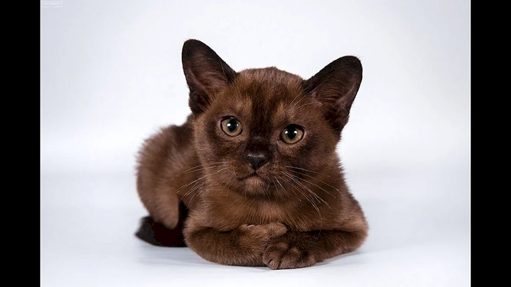 Burmesische Katze