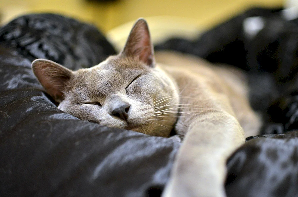 Schlafende Katze