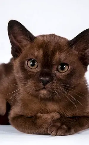 Birmakatze