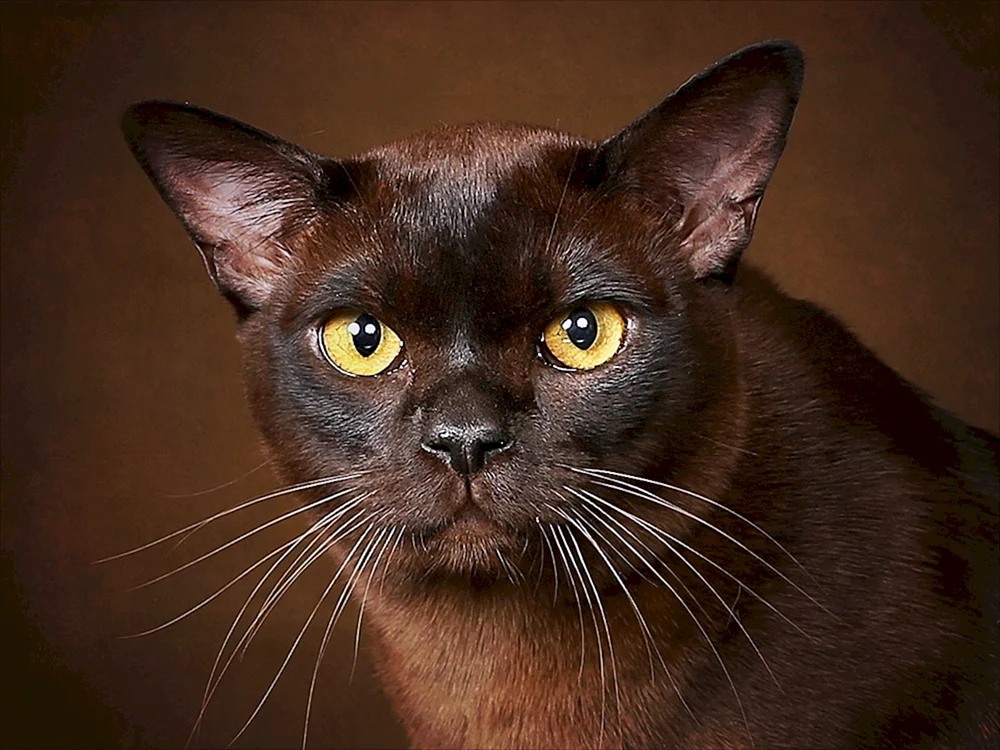 Burmesische Katze