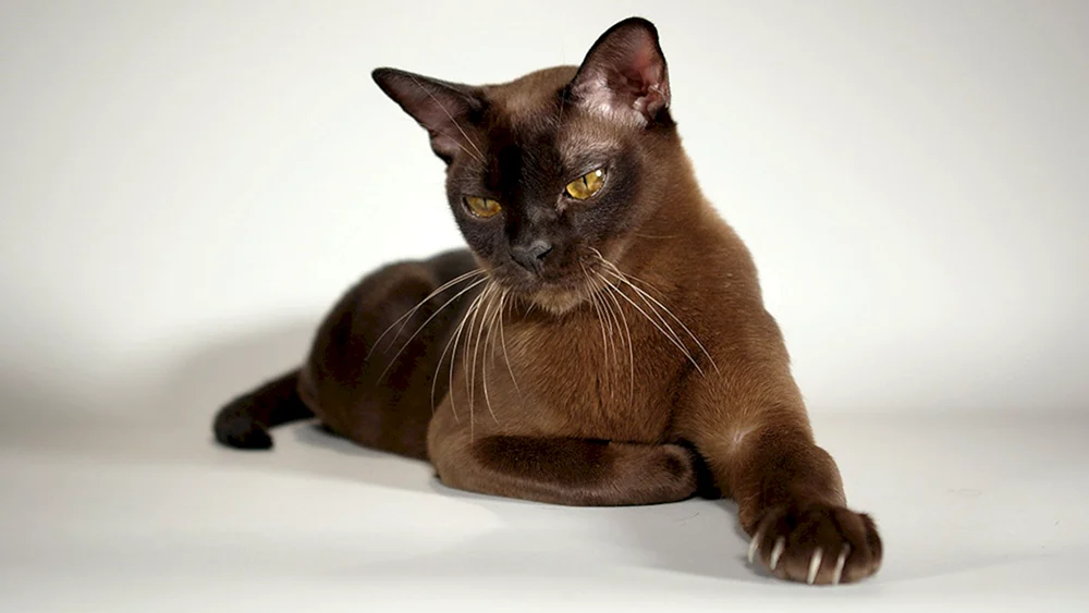 Burmeserkatze
