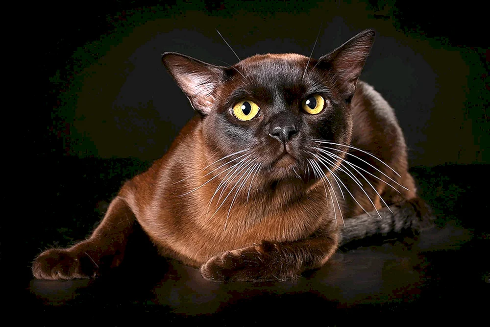Burmeserkatze