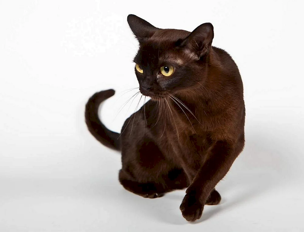 Burmeserkatze