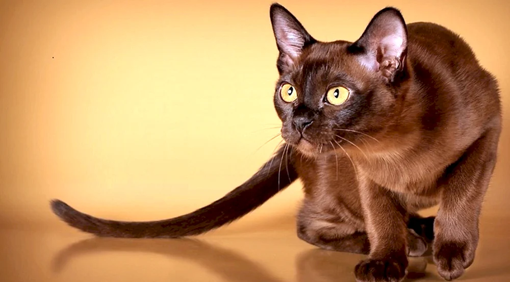 Burmeserkatze