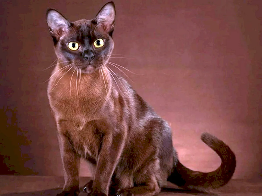 Burmeserkatze Katze