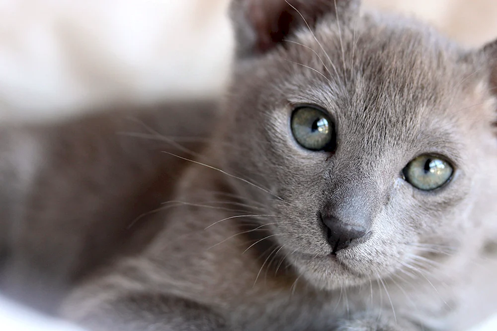 Ochos azules Katze