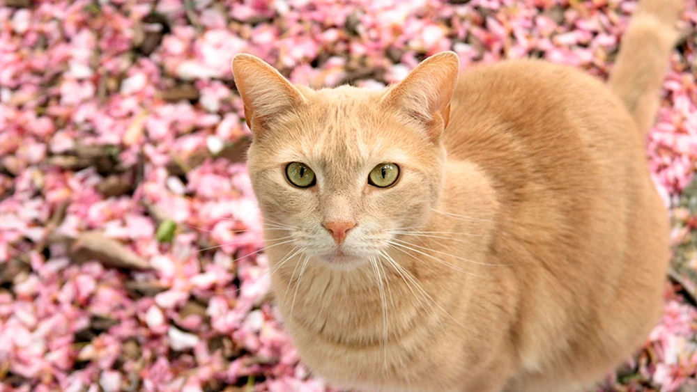 Burmesische Katze pfirsich