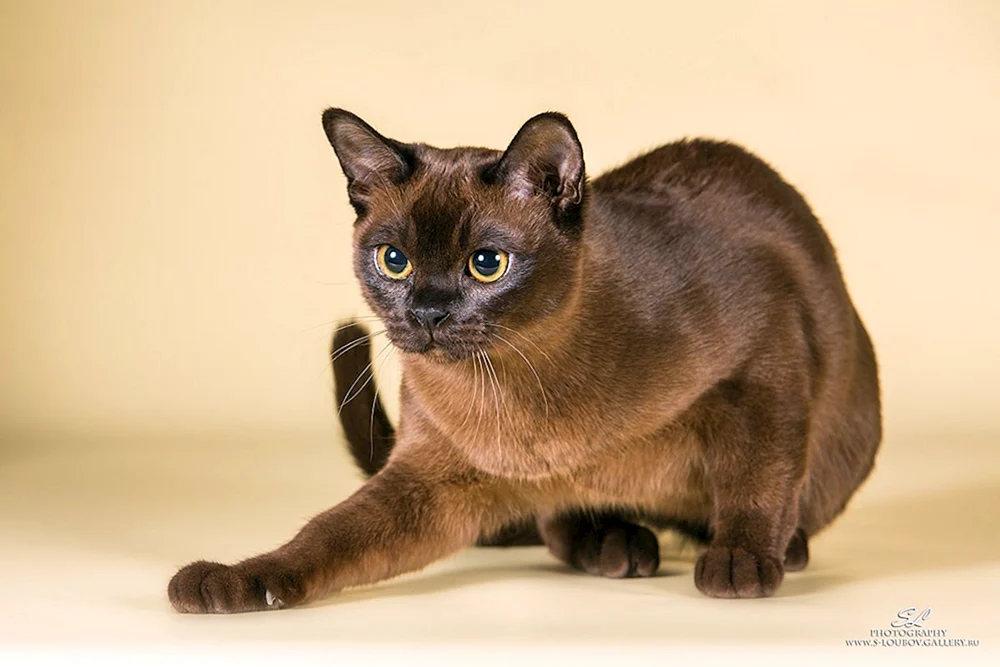 Burmesische Katzenrasse