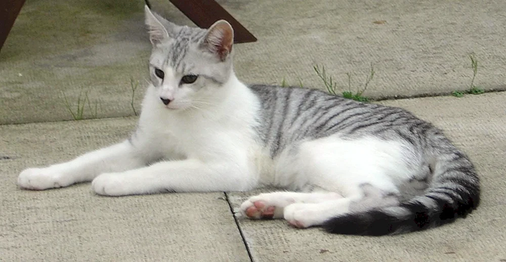 Burmilla Kurzhaarkatze blauäugig