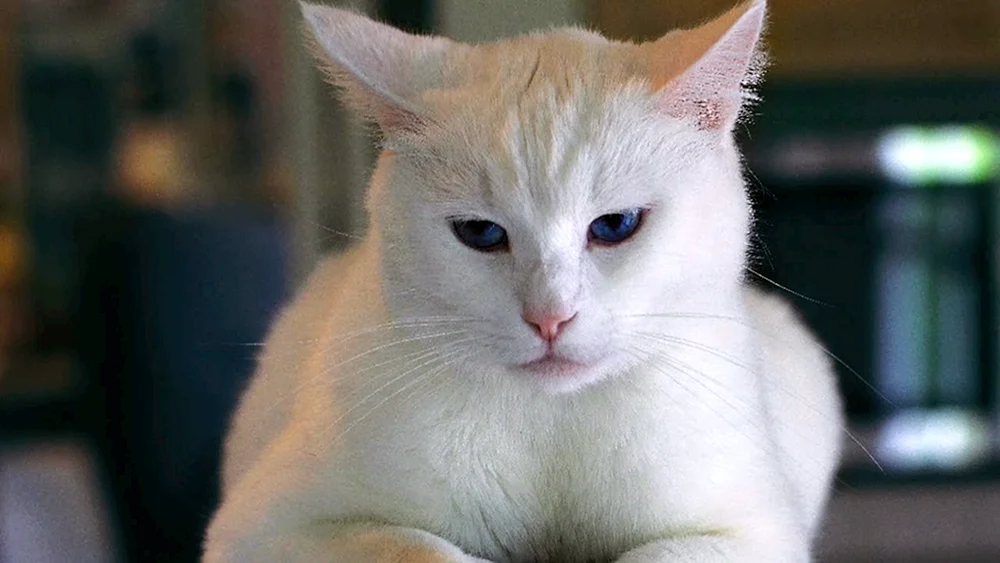 Burmilla Kurzhaar Blauäugig