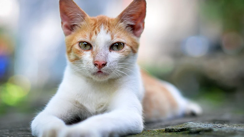 Weiße Katze mit roten Flecken
