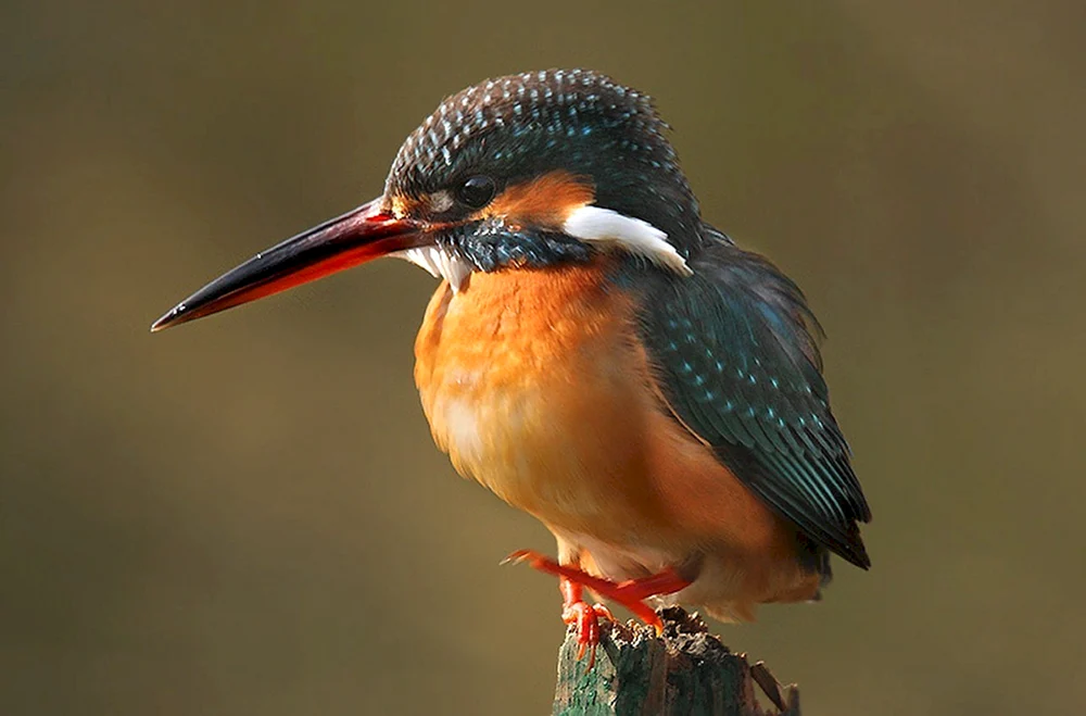 Kubanische Kolibri-Biene