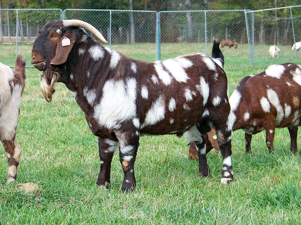 Zaanen-Ziege