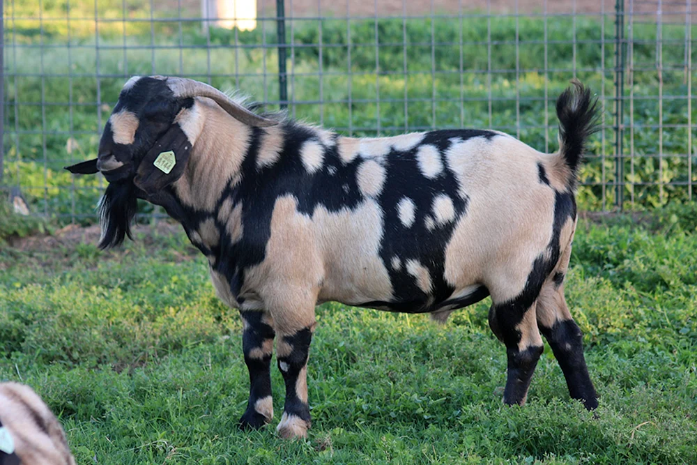 Damastziege Schami