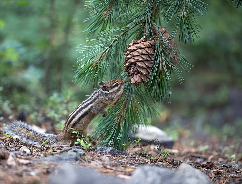 Burunduk in der Taiga
