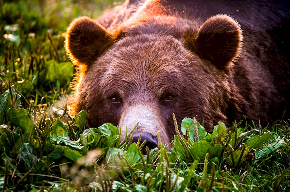 Braunbär