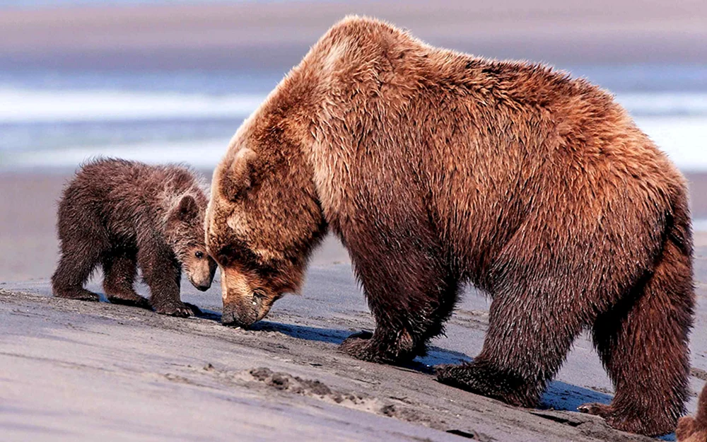 Braunbär Amur Region