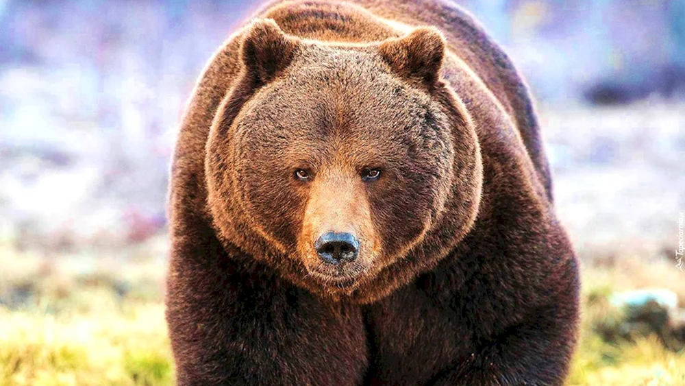 Braunbär