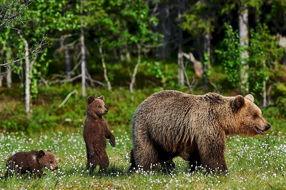 Pestunbär