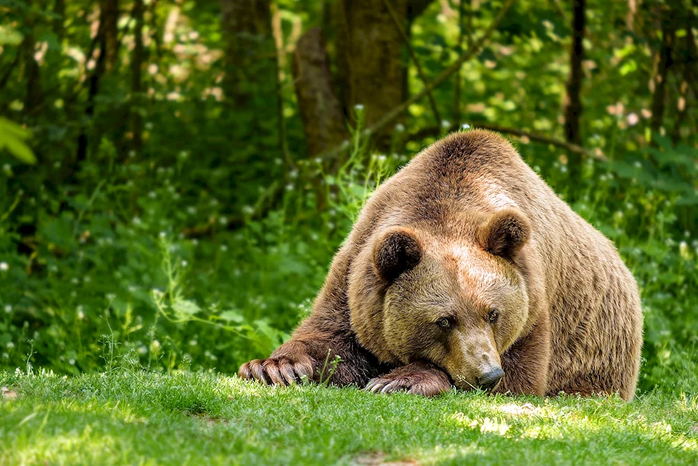 Braunbär