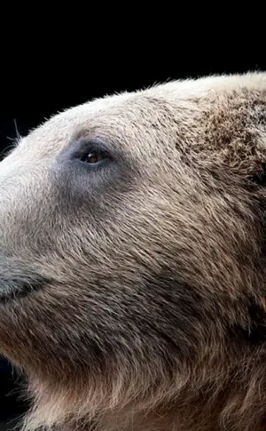 Braunbär im Vollgesicht