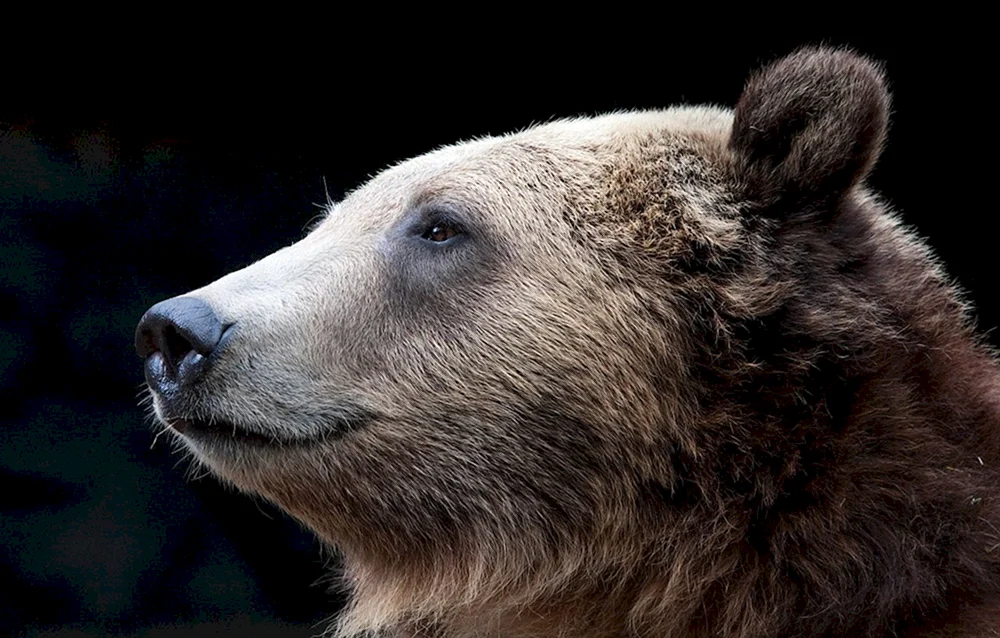 Braunbär im Vollgesicht